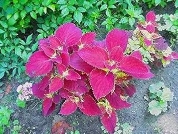 Velvet Coleus Jazz Flower Seeds for Planting - Heirloom and Non-GMO Garden Seeds Dhara Seeds
