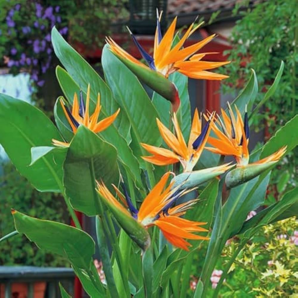 Easy Grow Strelitzia Reginae Flower For Stunning Blooms – Heirloom, Non-GMO, High Germination Organic Garden Seeds