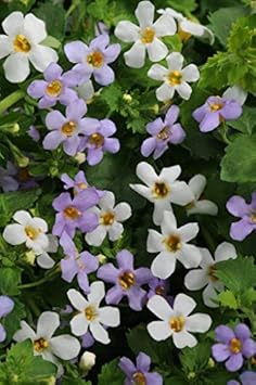 Mixed Bacopa Utopia Flower Seeds for Planting, 100 pcs