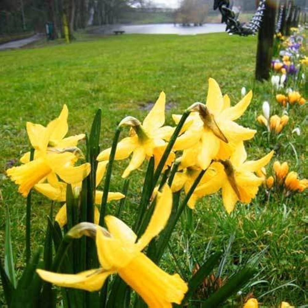 Daffodil flower seeds for home garden and bonsai decoration