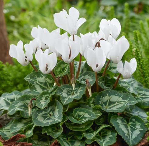 White Cyclamen Flower - Heirloom, Non - Gmo Seeds