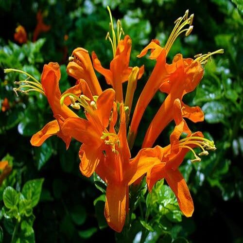 Honeysuckle Flower Orange - Heirloom, Non - Gmo Seeds