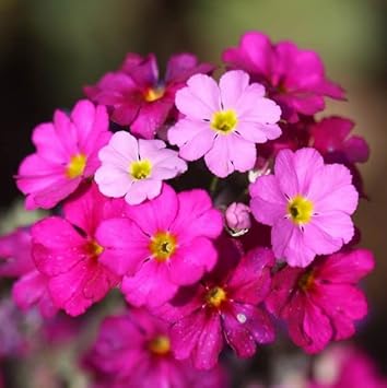 Primrose (Primrose scientific name) for planting in garden