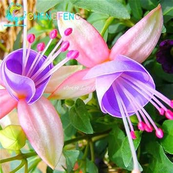 Purple Fuchsia Flower - Heirloom, Non - Gmo Seeds