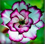 Organic Heirloom White Purple Adenium Flower Seeds for planting in home garden