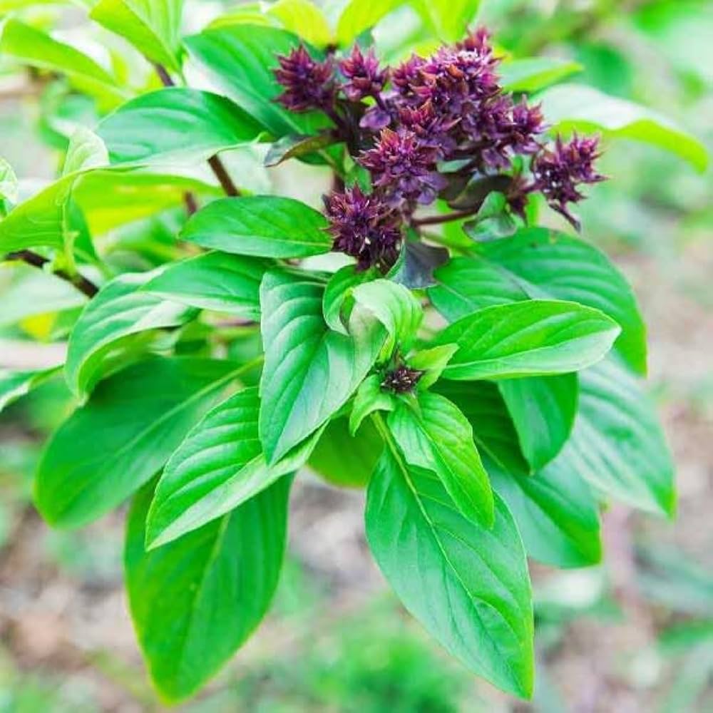 Genovese Basil Seeds – For Fresh Culinary Creations-Heirloom & Non-GMO Seeds for planting – Fresh Herb for Your Garden
