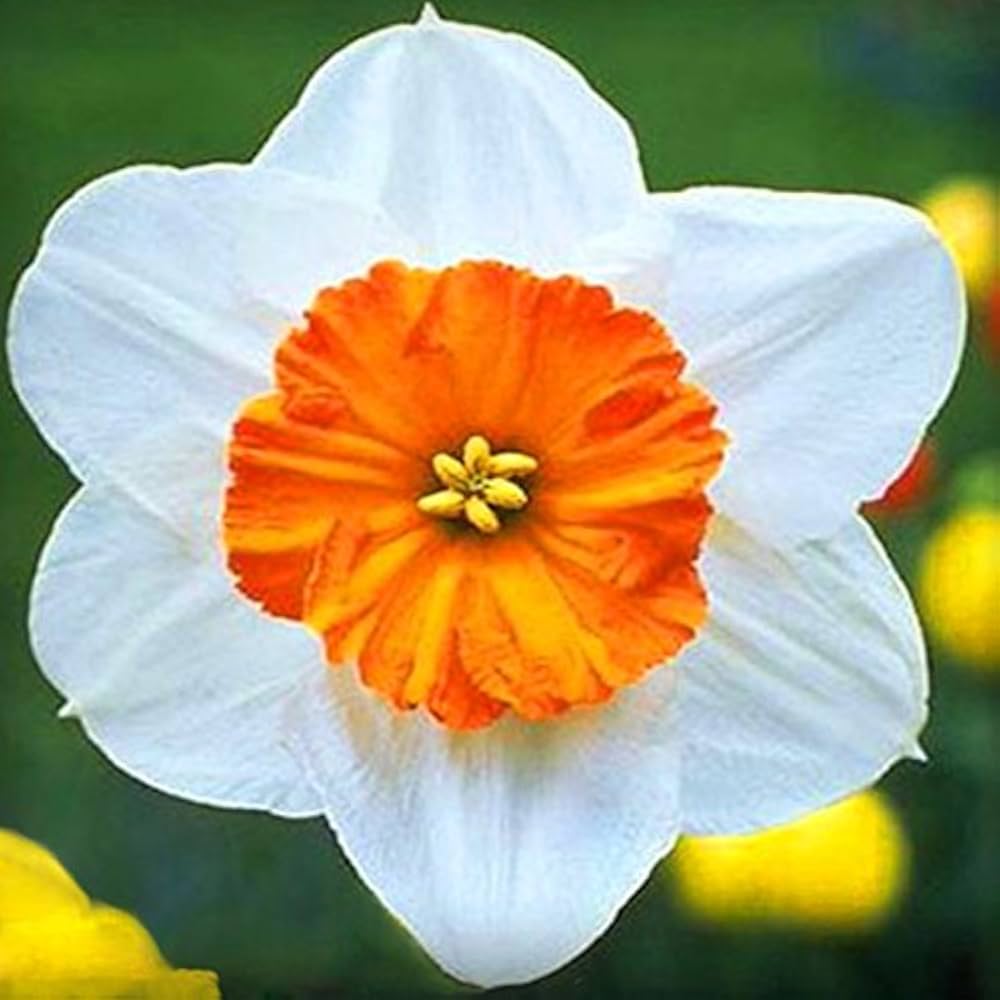 Daffodil seeds Narcissus white blue for beds or home garden