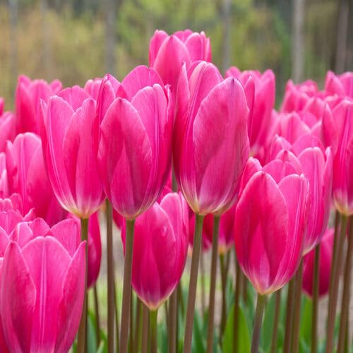 Giant Tulip Flower Pink - Heirloom, Non - Gmo Seeds