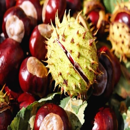 Castanea Fruit