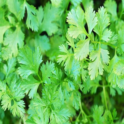 Green Coriander - Heirloom, Non - Gmo Seeds