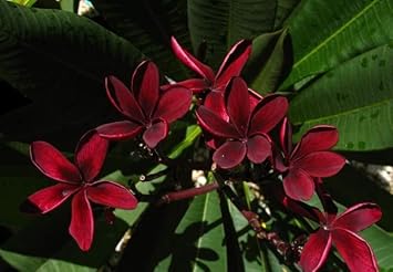 Heirloom Non-GMO Maroon Frangipani Flower Seeds for Planting – Exotic Fragrant Blooms for Tropical Gardens