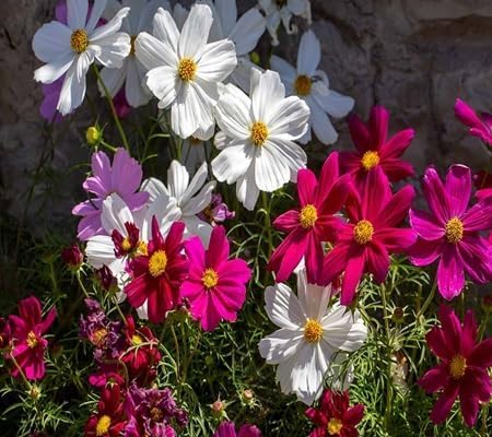 Cosmos Flower
