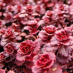 Sedum Voodoo succulent flower seeds for planting