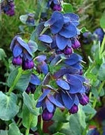 Blue Shrimp Flower Seeds for Planting, 100 seeds for planting in home garden