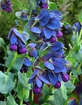 Blue Shrimp Flower Seeds for Planting, 100 seeds for planting in home garden