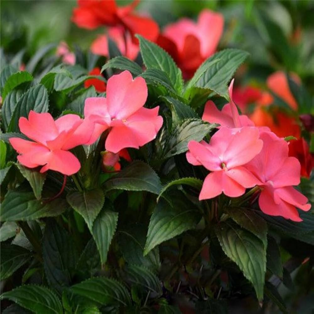 Walleriana Flower Seeds for Planting - 100 pcs for planting in your garden.