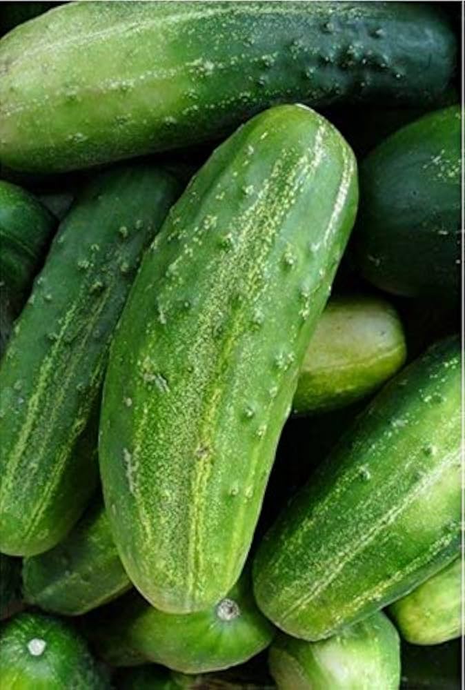 Sassy F Cucumber – Cucumis sativus – for planting in home garden