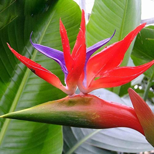 Heirloom Non-GMO Strelitzia Reginae Plant Seeds for Exotic Bird of Paradise Garden Planting for planting in your garden.