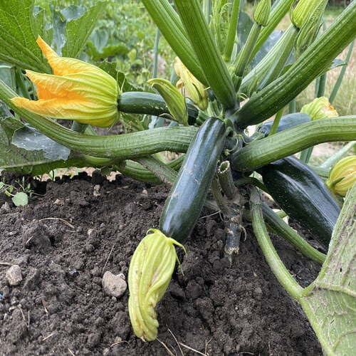 Green Zucchini Squash - Heirloom, Non - Gmo Seeds