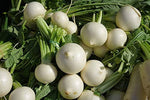 Hailstone Radish (Raphanus sativus) seeds for garden and farm use