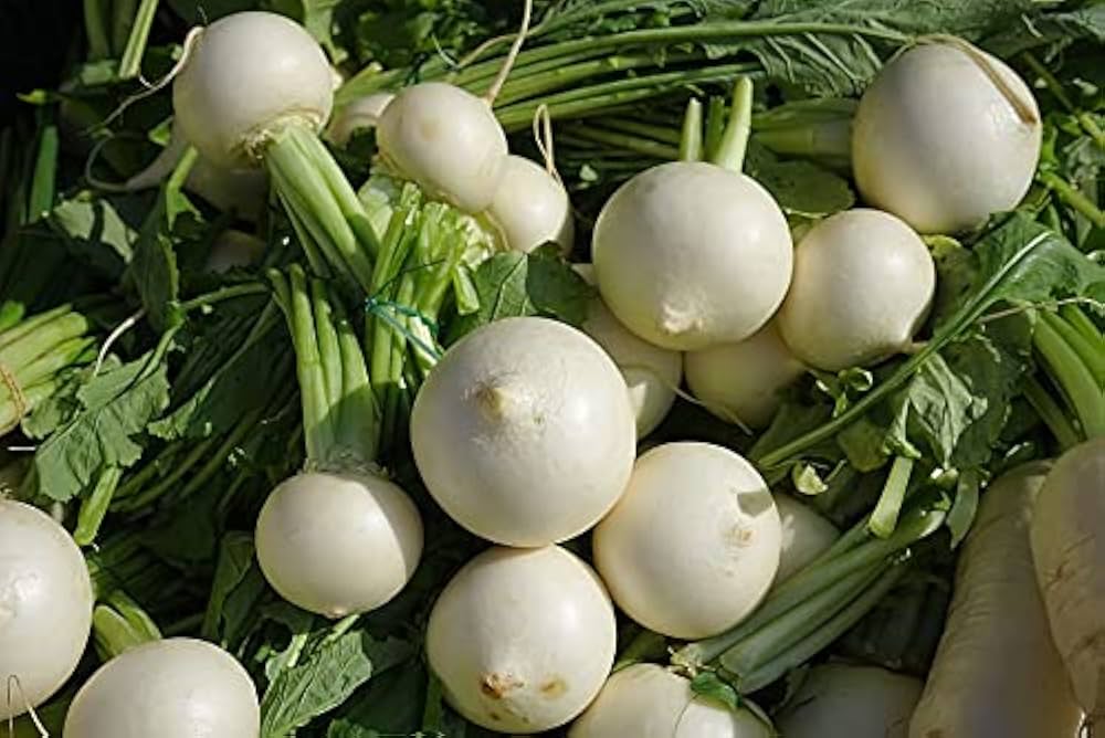 Hailstone Radish (Raphanus sativus) seeds for garden and farm use