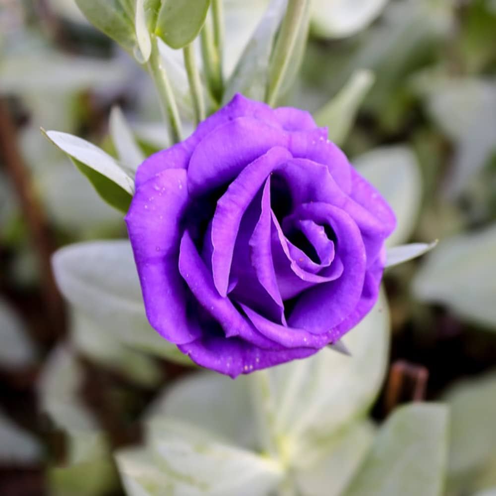 Osiria Purple Rose Seeds pcs Rare Exotic Flowers for Planting