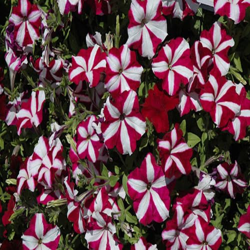 Petunia Flower Marron White - Heirloom, Non - Gmo Seeds