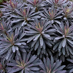 Euphorbia Amygdaloides Plant Seeds for Planting, NON GMO Seeds Dhara Seeds