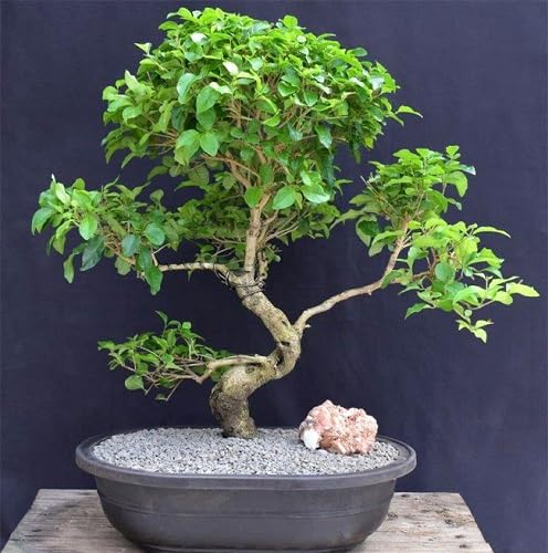 Green Lignum Vitae Tree - Heirloom, Non - Gmo Seeds