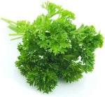 Laika Parsley Petroselinum Crispum Seeds for planting in herb garden