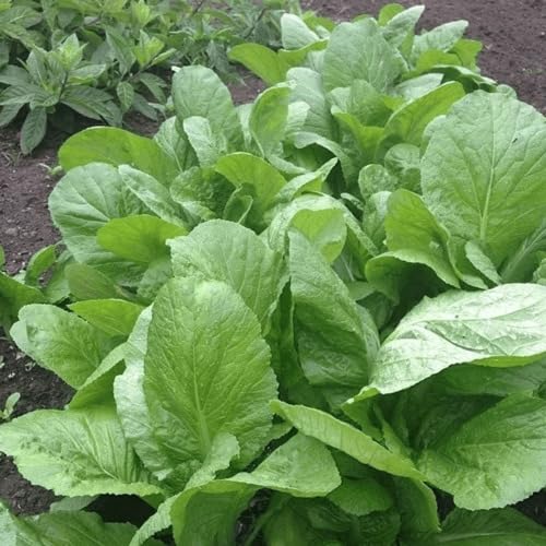Green Mustard - Heirloom, Non - Gmo Seeds
