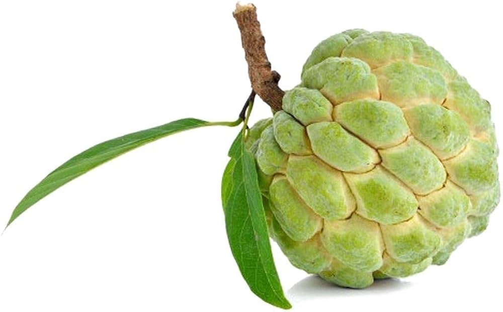 Annona Annona squamosa Fruit Seeds for Planting