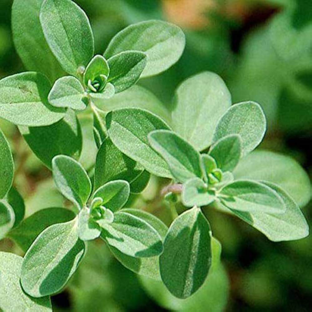 Sweet Marjoram Organic Herb Seed