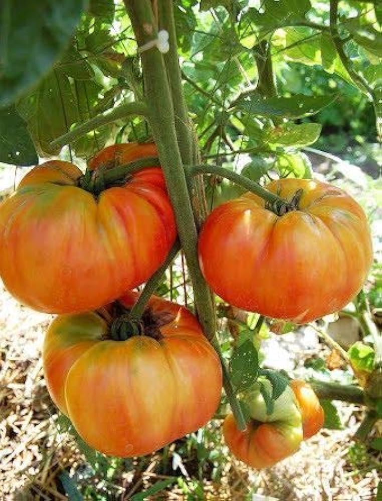 Tomato Solanum Lycopersicum Old German RTP192 Heirloom Vegetable Seeds for Planting – Ideal for Sandwiches and Fresh Eating