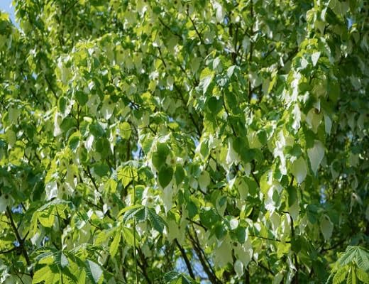 Green Davidia Involucrata Tree - Heirloom, Non - Gmo Seeds