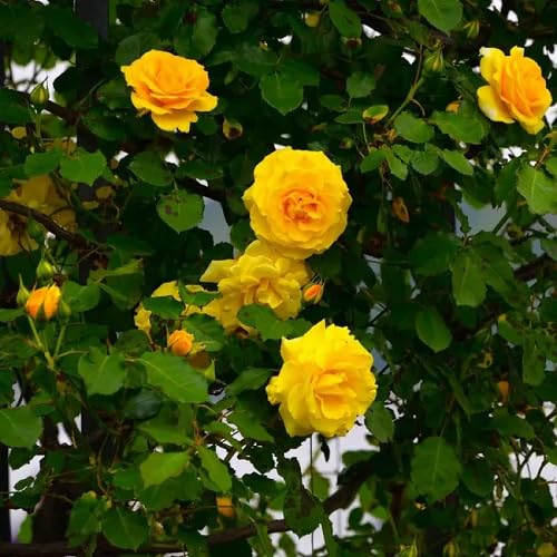 Yellow Climbing Rose Flower - Heirloom, Non - Gmo Seeds