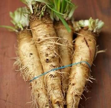 Cream Mammoth Sandwich Vegetable Seeds for Planting heirloom & Non-GMO Seeds