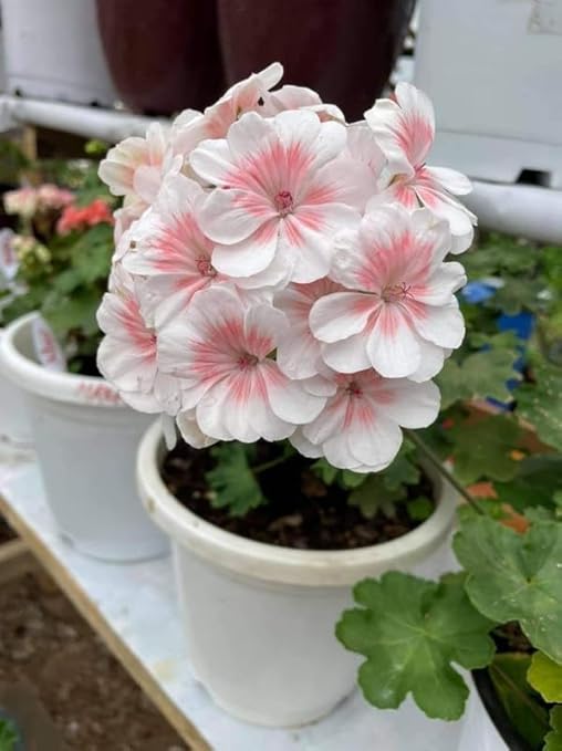 Appleblossom Hybrid Geranium Seeds