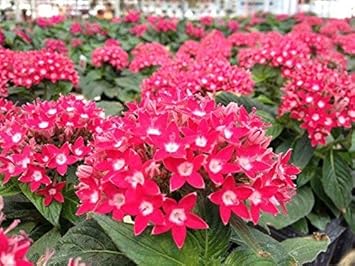Pink Pentas Flower Seeds for Planting – Fresh, Organic, Heirloom, Non-GMO Butterfly Garden Seeds