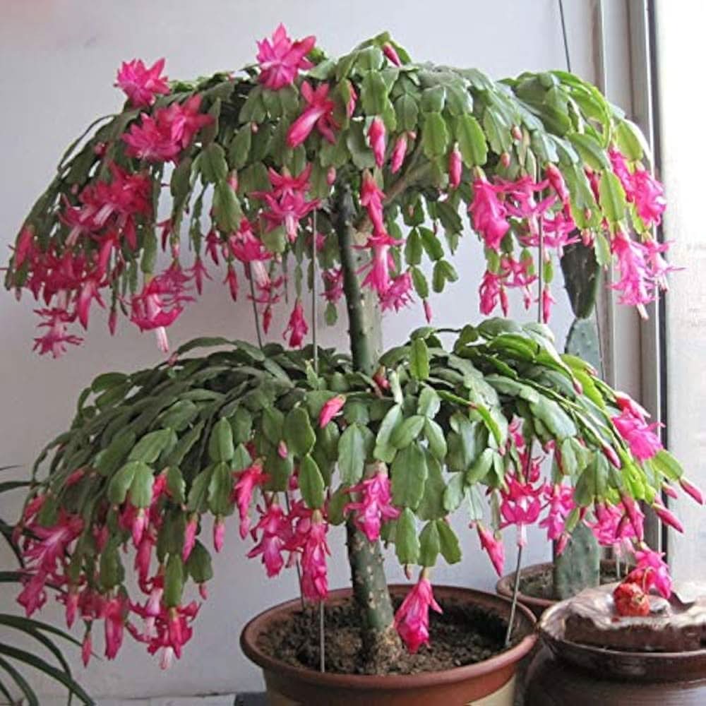 Christmas Cactus Schlumbergera truncata flower seeds for indoor pots and home decor planting
