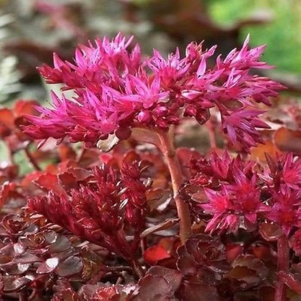 Spurium Coccineum Seeds – Colorful Groundcover-Heirloom & Non-GMO Seeds for planting – Fresh Herb for Your Garden