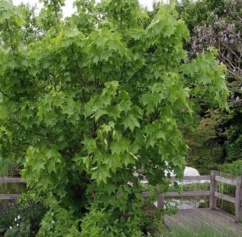 Green Kalopanax Tree - Heirloom, Non - Gmo Seeds