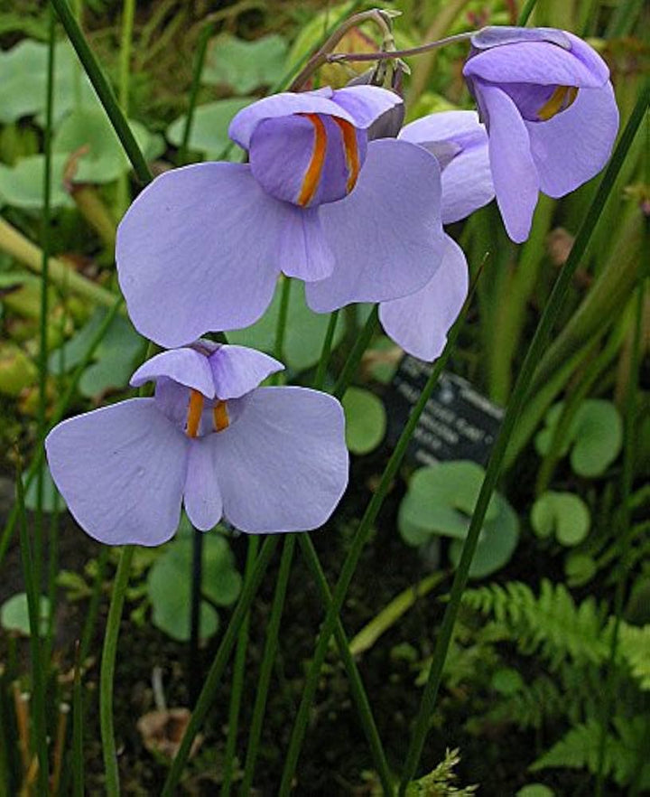 Utricularia Flower Seeds for Planting, 100