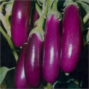Eggplant Seeds for Planting Dark Violet