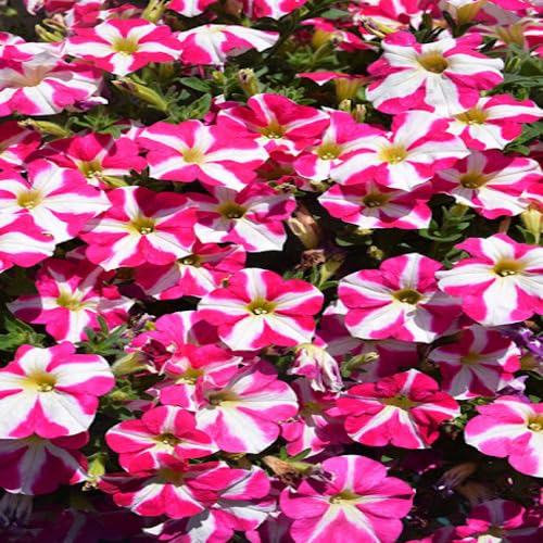 Petunia Flower Pink White - Heirloom, Non - Gmo Seeds
