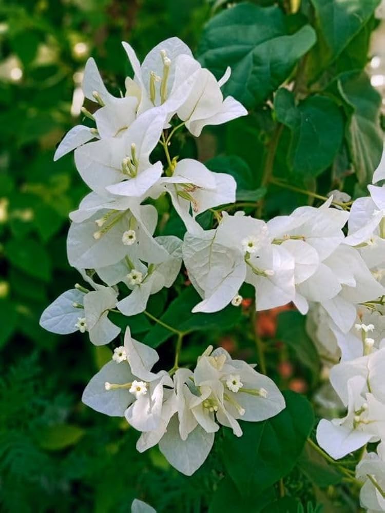 Bougainvillea Bougainvillea Spectabilis Flower Seeds for Planting – Suitable for Fence Borders and Patio Landscaping