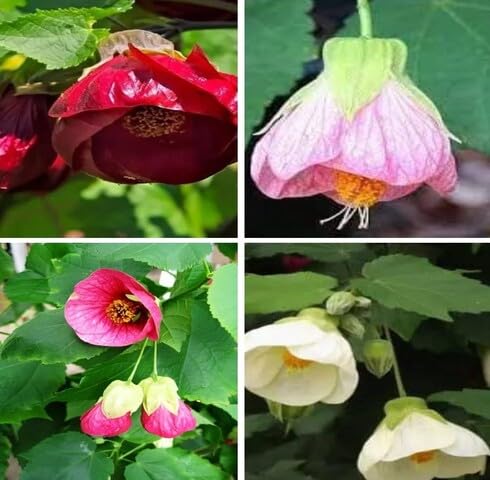 Mixed Flower - Heirloom, Non - Gmo Seeds