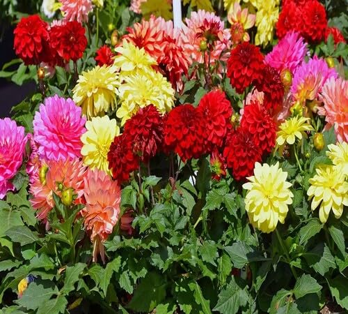 Mixed Chrysanthemum Flower - Heirloom, Non - Gmo Seeds