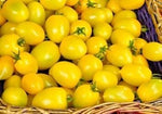 Yellow Tomato Solanum lycopersicum for planting in home garden