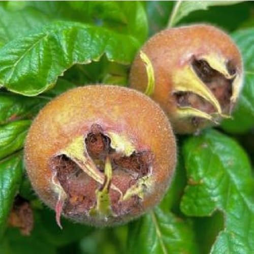 Brown Mespilus Fruit - Heirloom, Non - Gmo Seeds